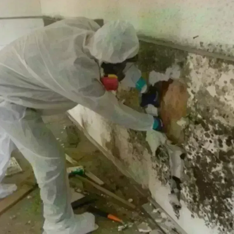 Mold Remediation and Removal in Milan, IN